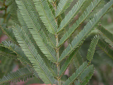 APII jpeg image of Acacia parramattensis  © contact APII