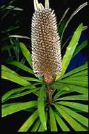 Banksia plagiocarpa - click for larger image