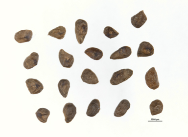 APII jpeg image of Eucalyptus melliodora  © contact APII