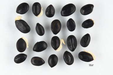 APII jpeg image of Acacia dealbata  © contact APII