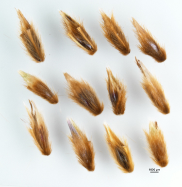 APII jpeg image of Sorghum leiocladum  © contact APII