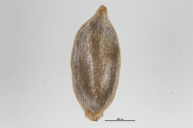 APII jpeg image of Isolepis crassiuscula  © contact APII