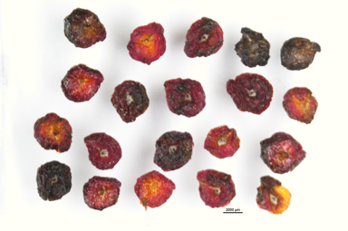 APII jpeg image of Enchylaena tomentosa  © contact APII