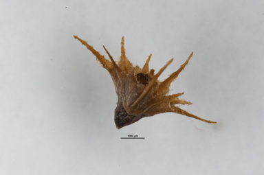 APII jpeg image of Calotis erinacea  © contact APII