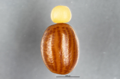 APII jpeg image of Labichea lanceolata subsp. brevifolia  © contact APII