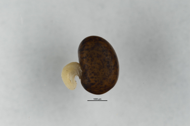 APII jpeg image of Bossiaea foliosa  © contact APII