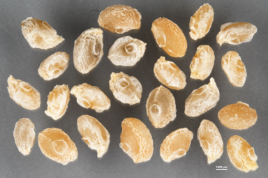 APII jpeg image of Lomandra filiformis  © contact APII