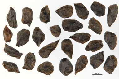 APII jpeg image of Drosera arcturi  © contact APII