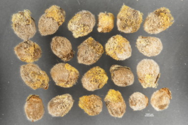 APII jpeg image of Baeckea polystemonea  © contact APII