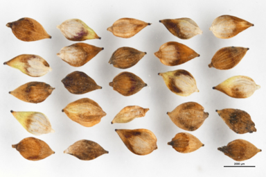 APII jpeg image of Carex hypandra  © contact APII