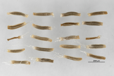 APII jpeg image of Coronidium monticola  © contact APII