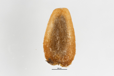 APII jpeg image of Cotula alpina  © contact APII