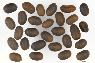 APII jpeg image of Geranium neglectum  © contact APII