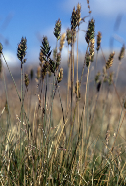 APII jpeg image of Agropyron velutinum  © contact APII