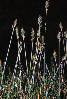 APII jpeg image of Agropyron velutinum  © contact APII