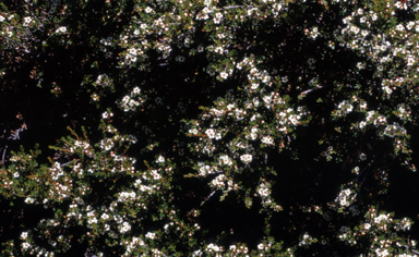 APII jpeg image of Baeckea gunniana  © contact APII