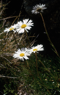 APII jpeg image of Brachyscome tadgellii  © contact APII