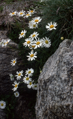 APII jpeg image of Brachyscome nivalis var. nivalis  © contact APII