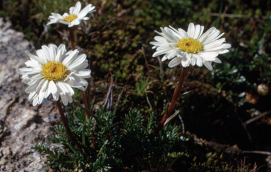 APII jpeg image of Brachyscome tadgellii  © contact APII