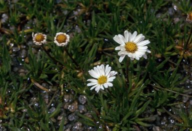 APII jpeg image of Brachyscome stolonifera  © contact APII