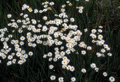 APII jpeg image of Brachyscome obovata  © contact APII