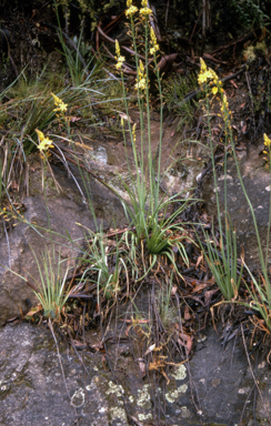 APII jpeg image of Bulbine bulbosa  © contact APII