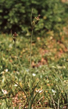 APII jpeg image of Carex hebes  © contact APII