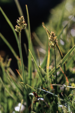 APII jpeg image of Carex hypandra  © contact APII