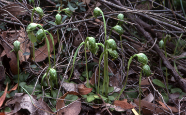 APII jpeg image of Pterostylis nutans  © contact APII