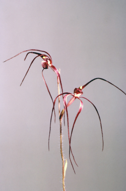 APII jpeg image of Caladenia filamentosa  © contact APII