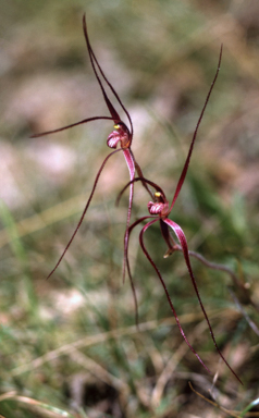 APII jpeg image of Caladenia filamentosa  © contact APII