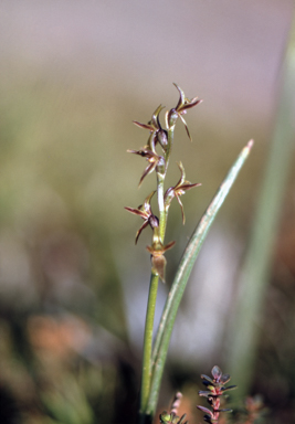 APII jpeg image of Prasophyllum alpinum  © contact APII