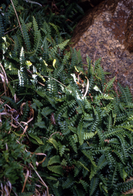 APII jpeg image of Blechnum penna-marina  © contact APII