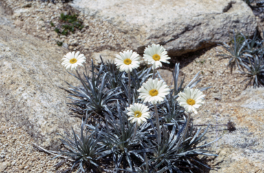 APII jpeg image of Celmisia longifolia  © contact APII