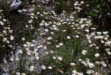 APII jpeg image of Celmisia longifolia  © contact APII
