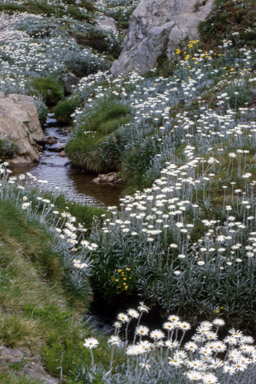 APII jpeg image of Celmisia longifolia  © contact APII