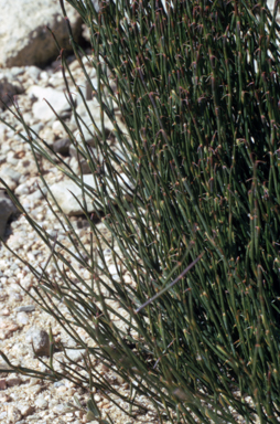 APII jpeg image of Empodisma minus  © contact APII