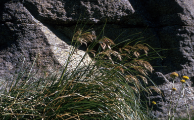 APII jpeg image of Chionochloa frigida  © contact APII