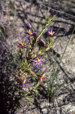 APII jpeg image of Calectasia cyanea  © contact APII