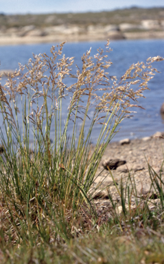 APII jpeg image of Deschampsia caespitosa  © contact APII