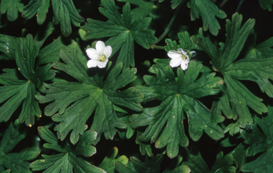 APII jpeg image of Geranium potentilloides  © contact APII
