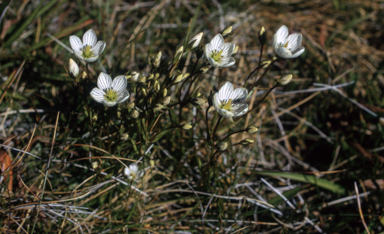 APII jpeg image of Chionogentias muelleriana subsp. alpestris  © contact APII