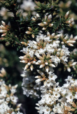 APII jpeg image of Epacris paludosa  © contact APII