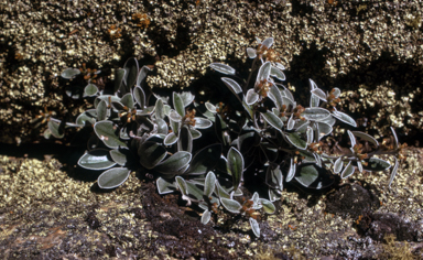 APII jpeg image of Gnaphalium umbricola  © contact APII