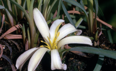 APII jpeg image of Herpolirion novae-zelandiae  © contact APII