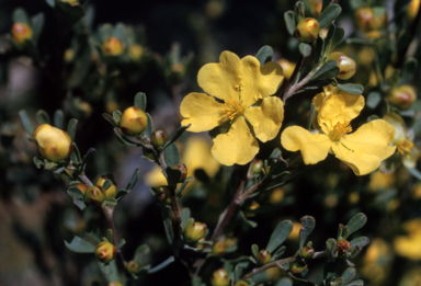 APII jpeg image of Hibbertia obtusifolia  © contact APII