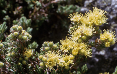 APII jpeg image of Kunzea muelleri  © contact APII