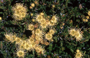 APII jpeg image of Kunzea muelleri  © contact APII
