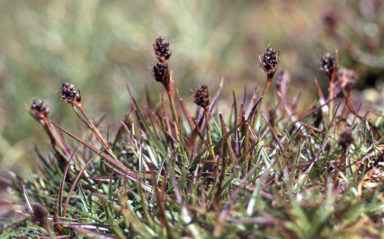 APII jpeg image of Luzula acutifolia subsp. nana  © contact APII