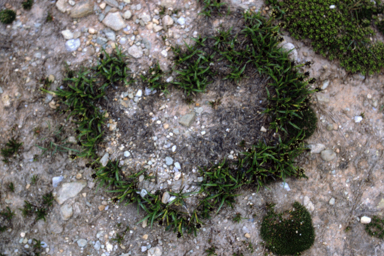 APII jpeg image of Luzula acutifolia subsp. nana  © contact APII